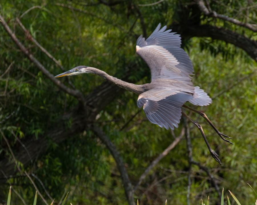 Great Blue Heron in flight | Shutterbug